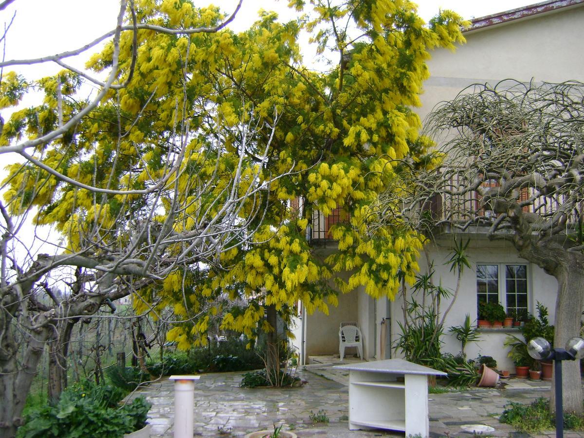 B&B La Mimosa Spello Exterior photo